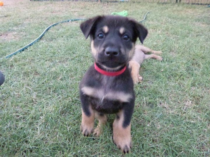 chinook dog